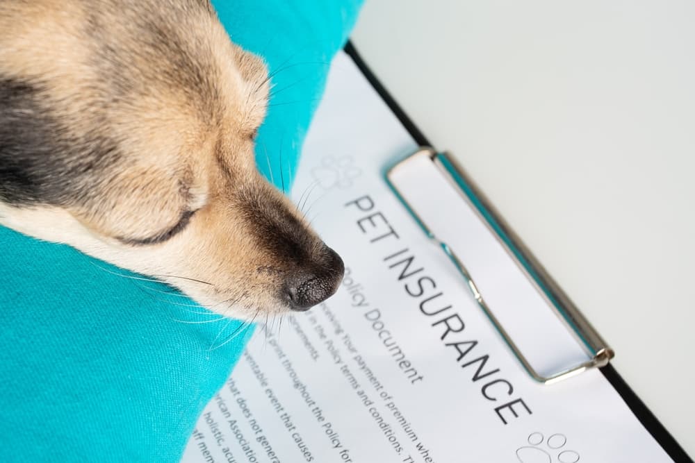 Pet Insurance in the USA: Understanding Coverage Options, Costs, and Factors to Consider